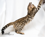 Bengal Kater rosetted